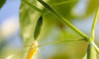 黄瓜的生长期有多长 黄瓜的生长过程